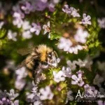 Le Jardin - DSC_1250