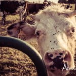 Haute-Normandie - DSC_1750