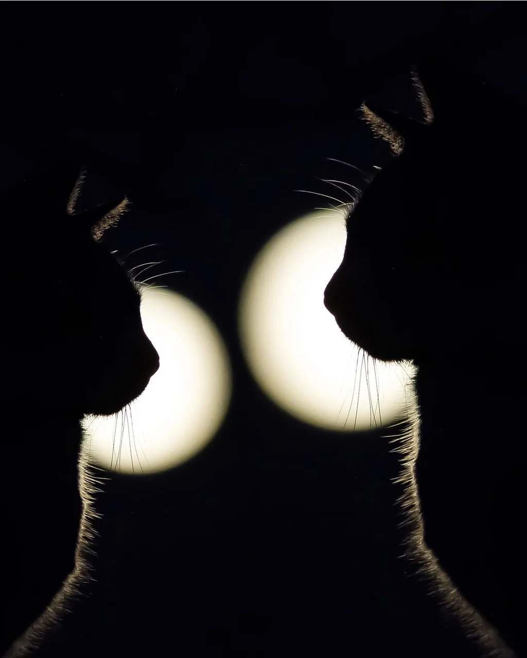 chats-silhouettesIdées créatives pour des photos originales